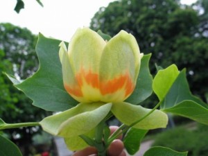 1435298564_tulip_tree2