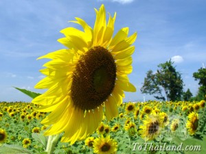 sunflower_field3